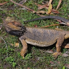 Pogona barbata at Acton, ACT - suppressed