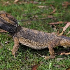 Pogona barbata at Acton, ACT - suppressed