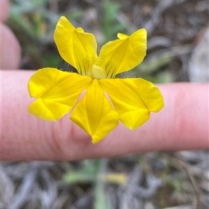 Goodenia pinnatifida at Phillip, ACT - 18 Oct 2024