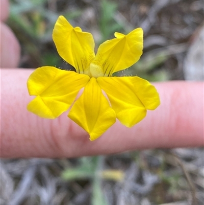 Goodenia pinnatifida (Scrambled Eggs) at Phillip, ACT - 18 Oct 2024 by AshBP830