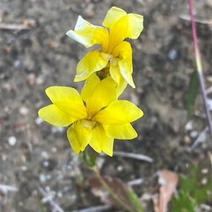 Goodenia pinnatifida at Phillip, ACT - 18 Oct 2024