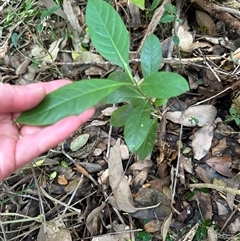 Psychotria loniceroides by lbradley