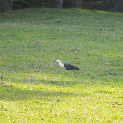 Ardea pacifica (White-necked Heron) at Robertson, NSW - 14 Oct 2024 by plants