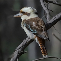 Dacelo novaeguineae (Laughing Kookaburra) at Forde, ACT - 25 Jul 2024 by TimL