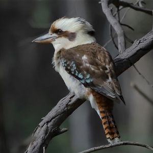 Dacelo novaeguineae at Forde, ACT - 25 Jul 2024 01:21 PM