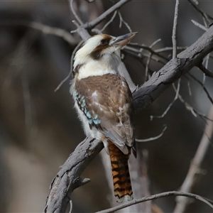 Dacelo novaeguineae at Forde, ACT - 25 Jul 2024 01:21 PM