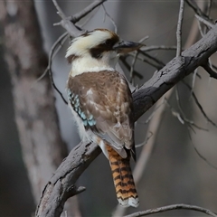 Dacelo novaeguineae at Forde, ACT - 25 Jul 2024 01:21 PM