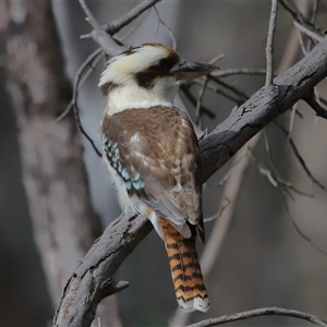 Dacelo novaeguineae at Forde, ACT - 25 Jul 2024 01:21 PM