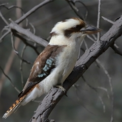 Dacelo novaeguineae at Forde, ACT - 25 Jul 2024 01:21 PM