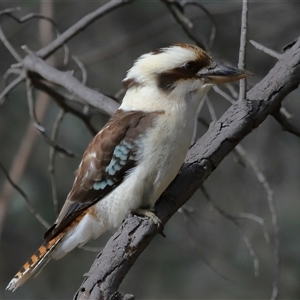 Dacelo novaeguineae at Forde, ACT - 25 Jul 2024 01:21 PM