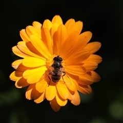 Eristalis tenax (Drone fly) at Unanderra, NSW - 27 Oct 2021 by PaperbarkNativeBees