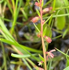 Haloragis heterophylla (Variable Raspwort) at Bendoura, NSW - 1 Jan 2024 by JaneR