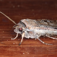 Agrotis infusa (Bogong Moth, Common Cutworm) at Rosedale, NSW - 17 Oct 2024 by jb2602