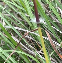 Sorghum leiocladum (Wild Sorghum) at Bendoura, NSW - 1 Jan 2024 by JaneR