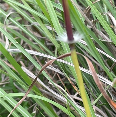 Sorghum leiocladum (Wild Sorghum) at Bendoura, NSW - 1 Jan 2024 by JaneR