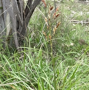 Sorghum leiocladum at Bendoura, NSW - 1 Jan 2024 02:17 PM