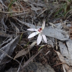 Caladenia fuscata (Dusky Fingers) at Hall, ACT - 14 Sep 2024 by AndyRussell