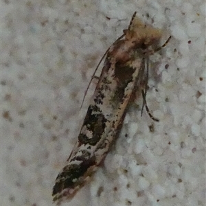 Moerarchis inconcisella at Hall, ACT - 18 Oct 2024 10:03 AM