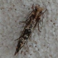 Moerarchis inconcisella at Hall, ACT - 18 Oct 2024 10:03 AM