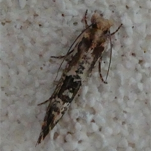 Moerarchis inconcisella at Hall, ACT - 18 Oct 2024 10:03 AM