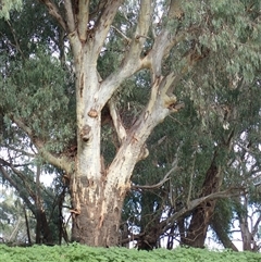 Eucalyptus (genus) (A Gum Tree) at Walgett, NSW - 8 Mar 2022 by MB
