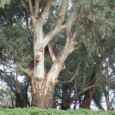 Eucalyptus sp. (A Gum Tree) at Walgett, NSW - 7 Mar 2022 by MB