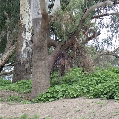 Eucalyptus (genus) (A Gum Tree) at Walgett, NSW - 6 Mar 2022 by MB