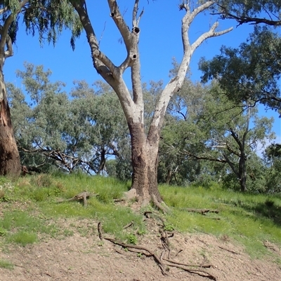 Eucalyptus sp. (A Gum Tree) at Walgett, NSW - 5 Mar 2022 by MB