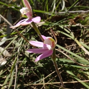 Caladenia carnea at Hall, ACT - suppressed