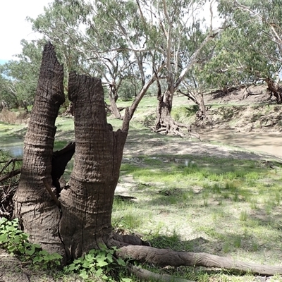 Eucalyptus (genus) (A Gum Tree) at Walgett, NSW - 6 Mar 2022 by MB
