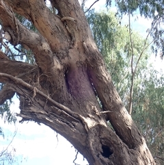 Eucalyptus sp. (A Gum Tree) at Walgett, NSW - 8 Mar 2022 by MB