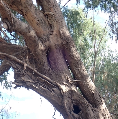 Eucalyptus (genus) (A Gum Tree) at Walgett, NSW - 9 Mar 2022 by MB