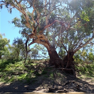 Eucalyptus (genus) (A Gum Tree) at Carinda, NSW - 9 Mar 2022 by MB