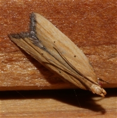 Ardozyga scytina (A Gelechied moth (Ardozyga group)) at Freshwater Creek, VIC - 17 Jan 2021 by WendyEM