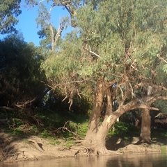 Eucalyptus sp. (A Gum Tree) at Brewarrina, NSW - 9 Mar 2022 by MB