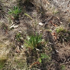 Acaena x ovina (Sheep's Burr) at Campbell, ACT - 7 Oct 2024 by AndyRussell