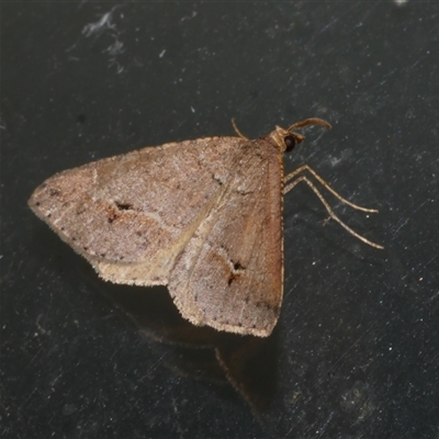 Parosteodes fictiliaria (Dodonaea Moth) at Freshwater Creek, VIC - 17 Jan 2021 by WendyEM