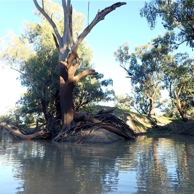 Eucalyptus (genus) (A Gum Tree) at Brewarrina, NSW - 10 Mar 2022 by MB