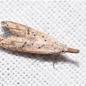 Carposina latebrosa at Jerrabomberra, NSW - suppressed