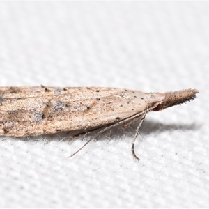 Carposina latebrosa at Jerrabomberra, NSW - suppressed