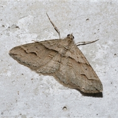 Syneora fractata (Ennominae) at Freshwater Creek, VIC - 17 Jan 2021 by WendyEM