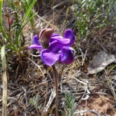 Swainsona behriana (Behr's Swainson-Pea) at Campbell, ACT - 7 Oct 2024 by AndyRussell