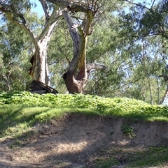 Eucalyptus sp. (A Gum Tree) at Carinda, NSW - 9 Mar 2022 by MB