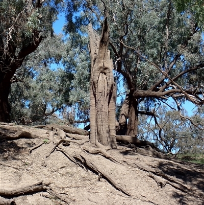 Eucalyptus sp. (A Gum Tree) at Brewarrina, NSW - 11 Mar 2022 by MB