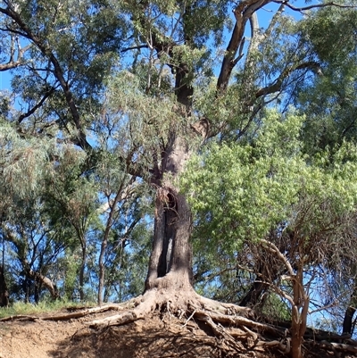Eucalyptus (genus) (A Gum Tree) at Brewarrina, NSW - 11 Mar 2022 by MB
