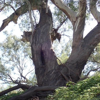 Eucalyptus sp. (A Gum Tree) at Brewarrina, NSW - 10 Mar 2022 by MB