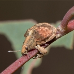 Gonipterus scutellatus (Eucalyptus snout beetle, gum tree weevil) at Bruce, ACT - 15 Oct 2024 by AlisonMilton