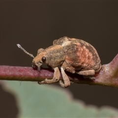 Gonipterus scutellatus at Bruce, ACT - 16 Oct 2024 10:02 AM