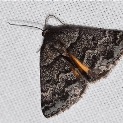 Dichromodes ainaria (A geometer or looper moth) at Jerrabomberra, NSW - 17 Oct 2024 by DianneClarke