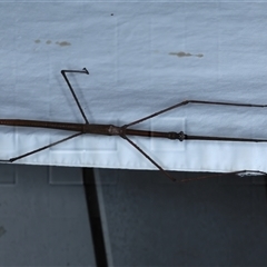 Ctenomorpha marginipennis (Margin-winged stick insect) at Rosedale, NSW - 17 Oct 2024 by jb2602